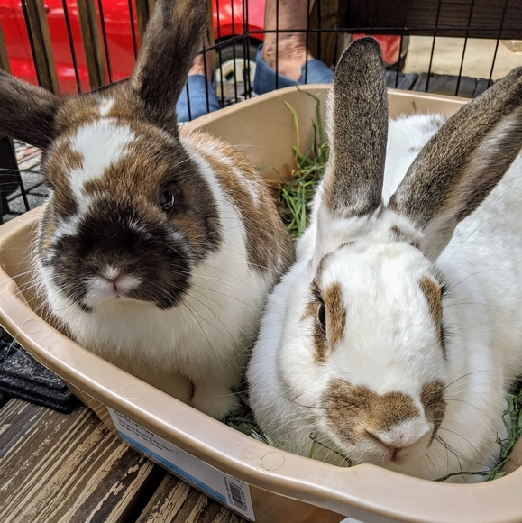 Meet your Posher, Nikki - Picture 2 of 13